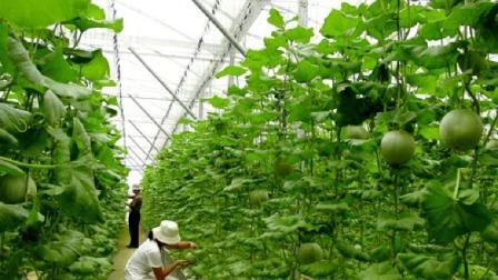 L’agriculture considérée comme un secteur prioritaire dans la coopération économique entre le Vietnam et les Pays-Bas . Source: Internet